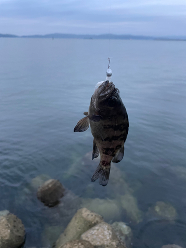 クロメバルの釣果