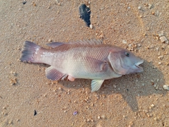 コブダイの釣果