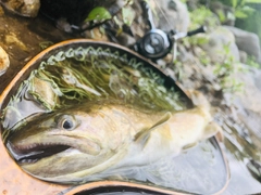 イワナの釣果