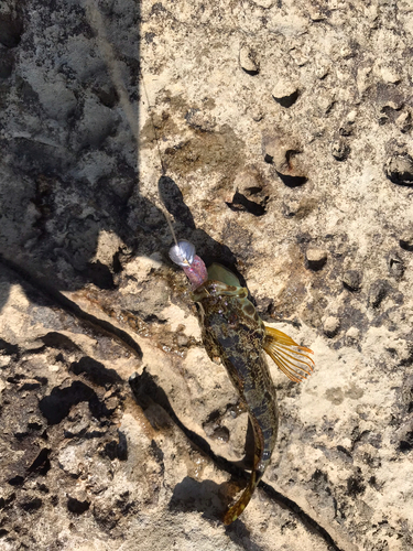 アナハゼの釣果