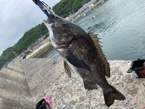 クロダイの釣果