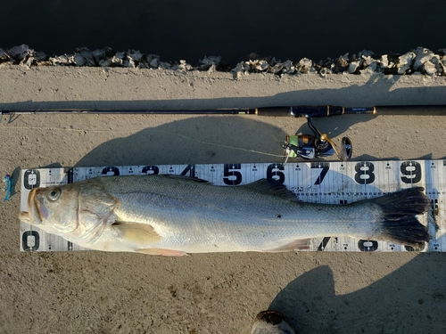 シーバスの釣果