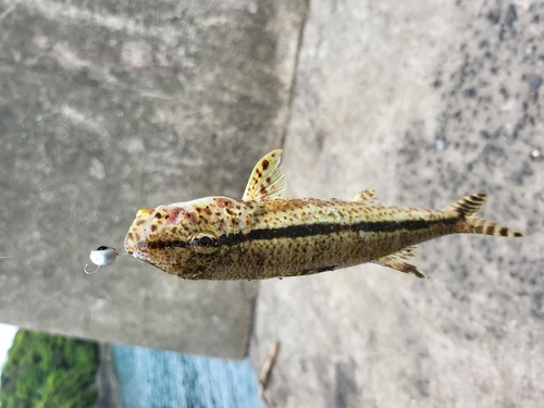 ヒメジの釣果