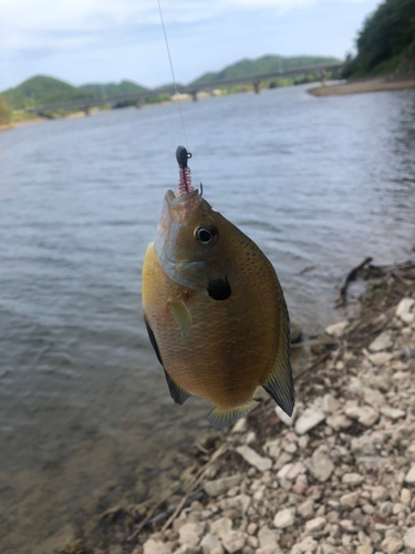 ブルーギルの釣果