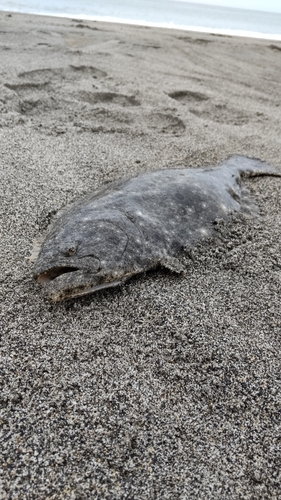 ソゲの釣果