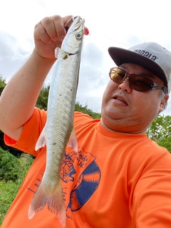 オニカマスの釣果