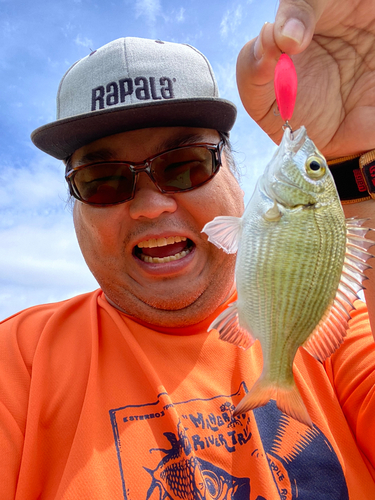 ミナミクロダイの釣果