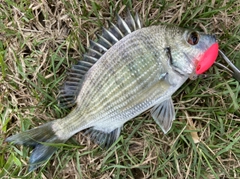 ミナミクロダイの釣果