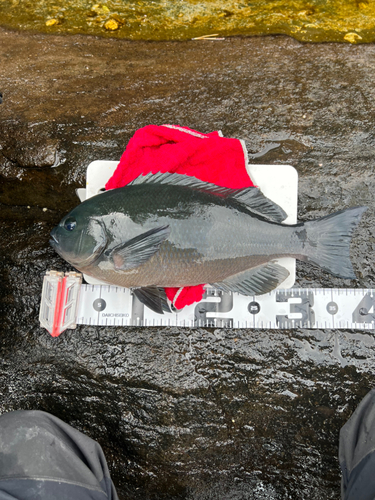 メジナの釣果