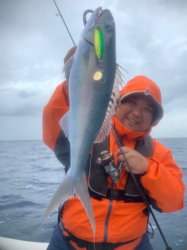 アオチビキの釣果