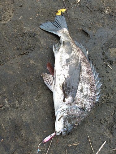 チヌの釣果