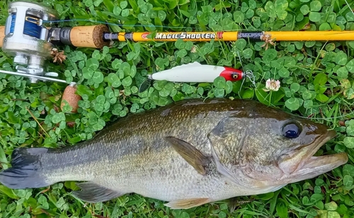 ブラックバスの釣果