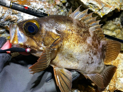 アカメバルの釣果