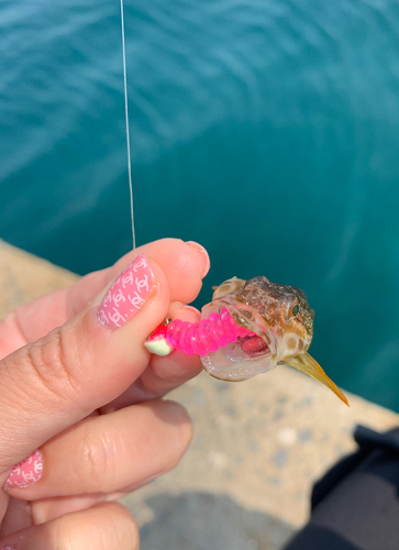 ハゼの釣果