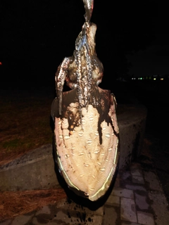 コウイカの釣果