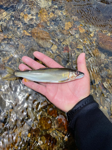 アユの釣果