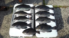 メジナの釣果