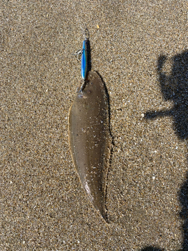 シタビラメの釣果