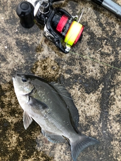 オナガグレの釣果