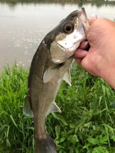 セイゴ（タイリクスズキ）の釣果