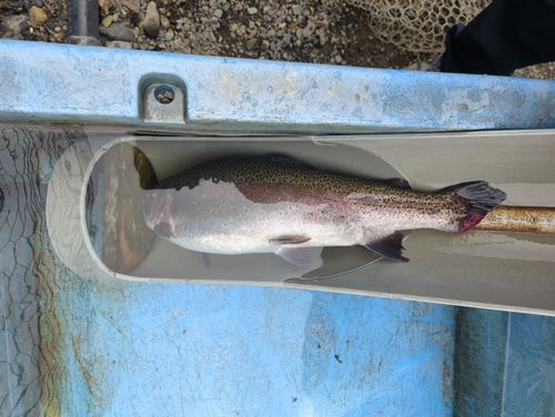 ニジマスの釣果