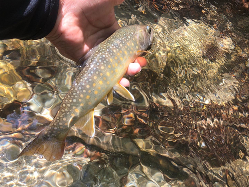 イワナの釣果