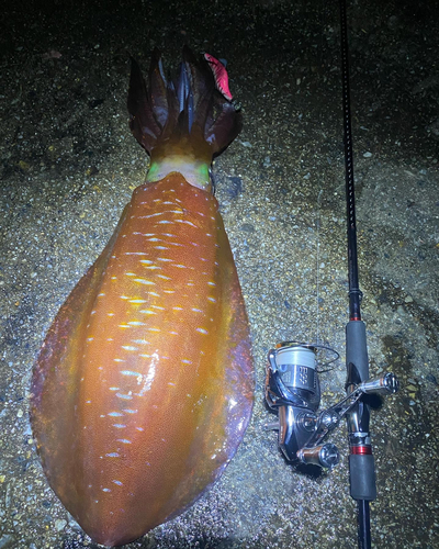 アオリイカの釣果