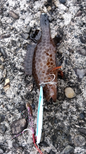 オオモンハタの釣果