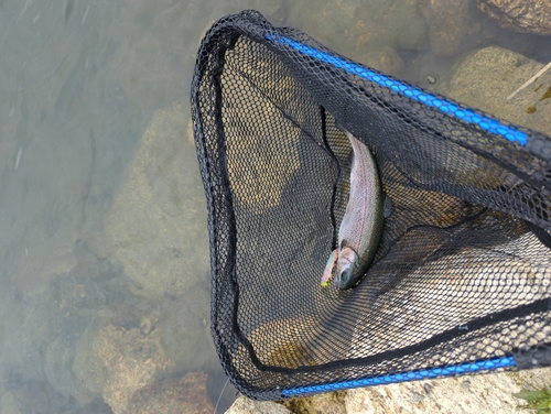 ニジマスの釣果