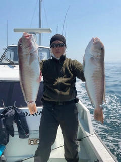 シロアマダイの釣果