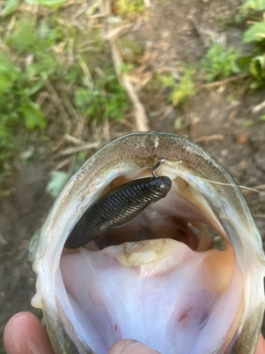 ラージマウスバスの釣果