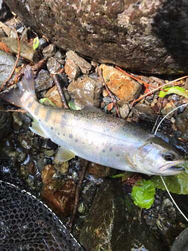 ヤマメの釣果