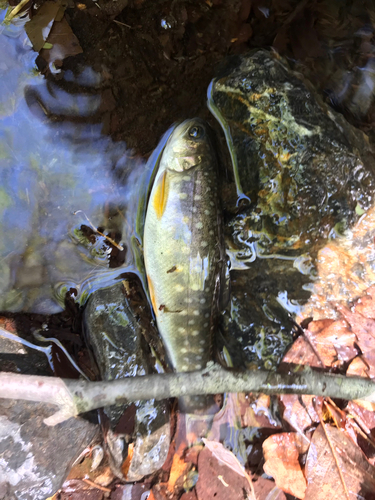 ヤマメの釣果