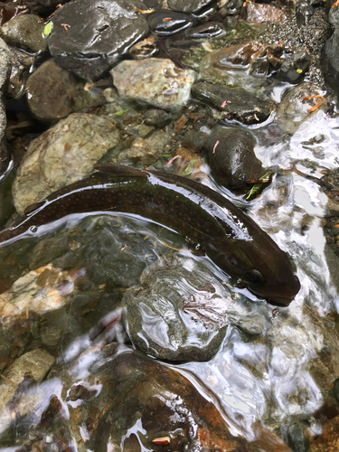 イワナの釣果