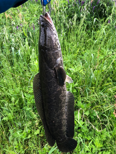 ライギョの釣果