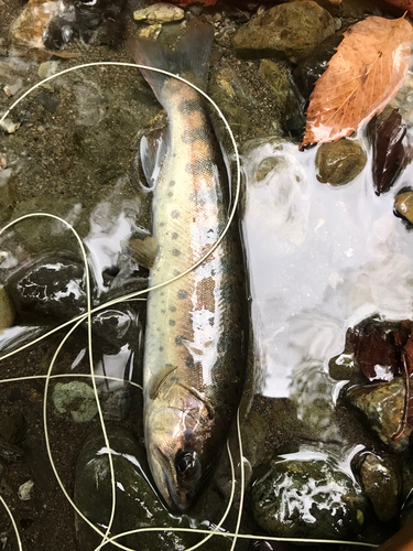 ヤマメの釣果