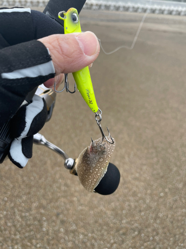 シタビラメの釣果