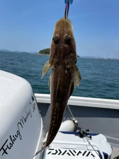 ワニゴチの釣果