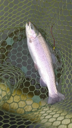 ニジマスの釣果