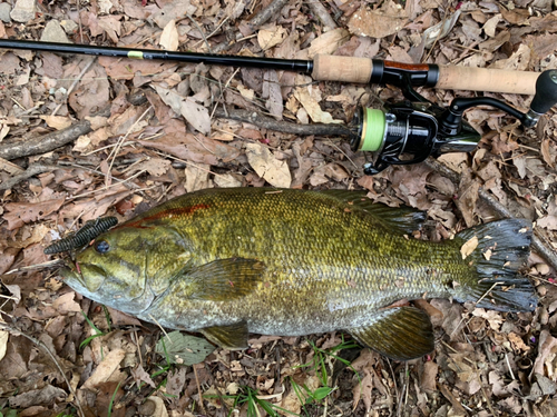 スモールマウスバスの釣果