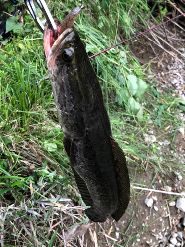 ライギョの釣果