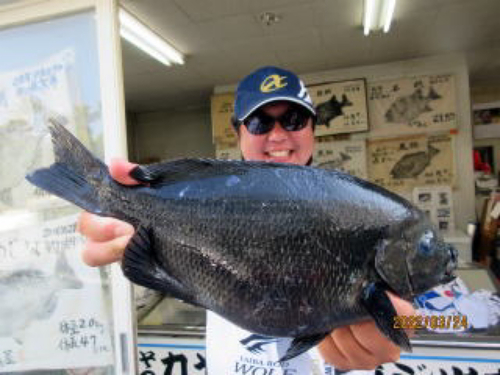 メジナの釣果