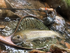 イワナの釣果