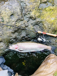 ニジマスの釣果