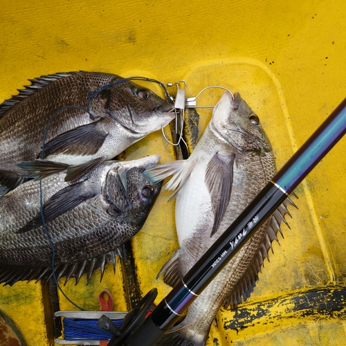 クロダイの釣果