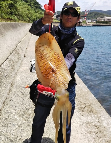 アオリイカの釣果