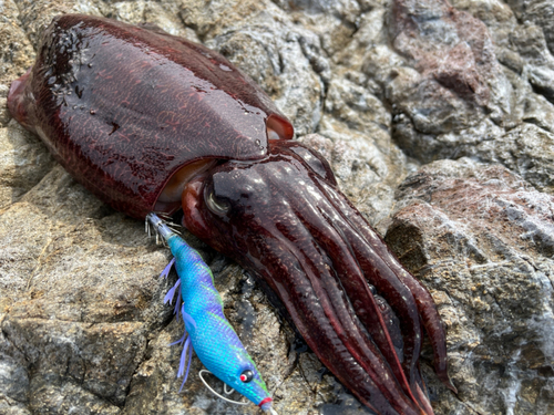 コウイカの釣果