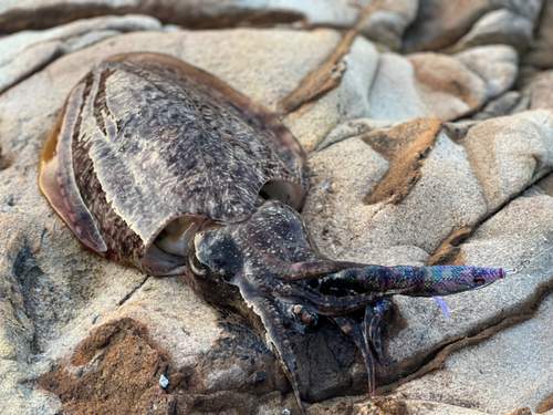 コウイカの釣果