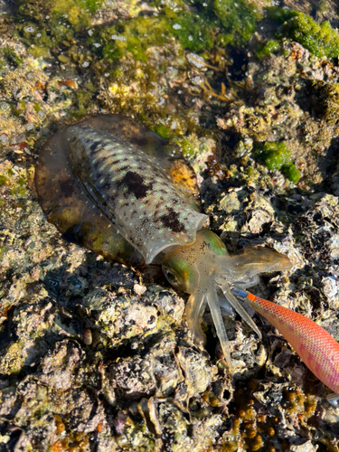 アオリイカの釣果