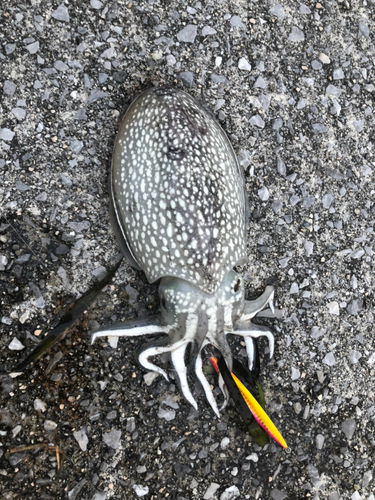 シリヤケイカの釣果